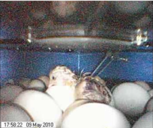 Chick hatching caught on camera and streamed online for students to watch